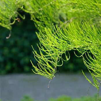 Taxodium distichum 'Nutans' 2007-1419.jpg