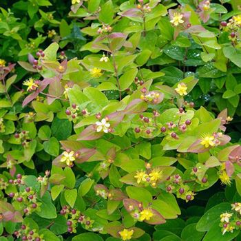 Hypericum_androsaemum_2007_2194_q.jpg