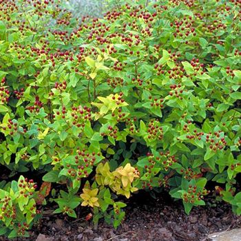 Hypericum androsaemum 2001-3021.jpg