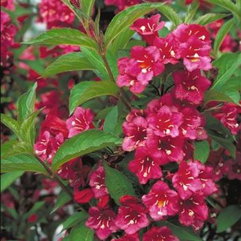 Weigela_Bristol_Ruby_1999_2870.jpg