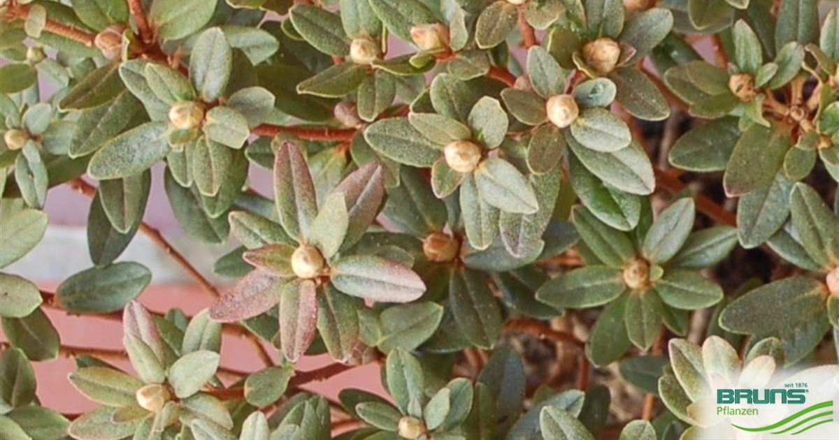 anwendung thuja globuli Pflüger Thuja D6 Globuli Thuja occidentalis D6 Streukügelchen 10 g main image 1