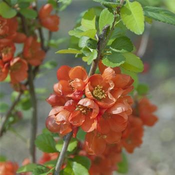 Chaenomeles_japonica_2009_1142.jpg