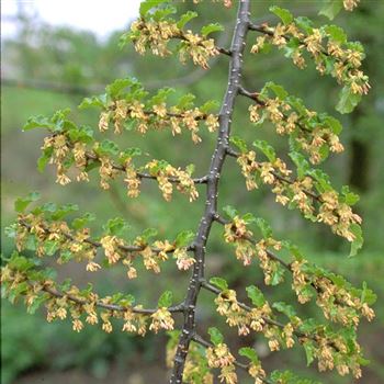 Nothofagus_antarctica_1999_1976_q.jpg