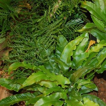 Asplenium_scolopendrium_GR_Q1.jpg