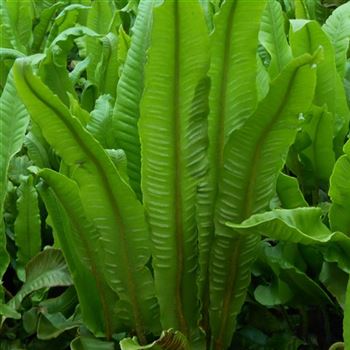 Asplenium_scolopendrium_WI_Q2.jpg