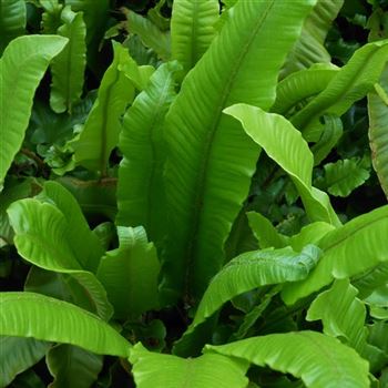 Asplenium_scolopendrium_WI_Q1.jpg