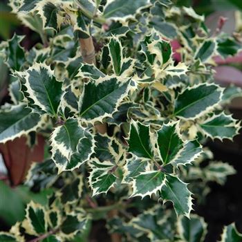 Ilex_aquifolium_Silver_Queen_2007_9137_q.jpg