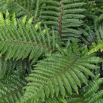 Polystichum_setiferum_Dahlem_HRM_Q1.jpg