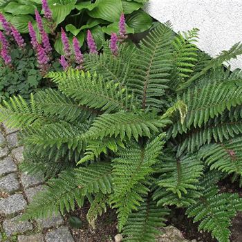 Polystichum_setiferum_Dahlem_HRM_Q3.jpg