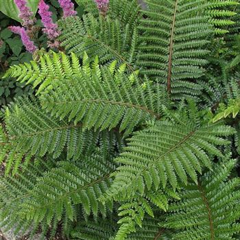 Polystichum_setiferum_Dahlem_HRM_Q2.jpg