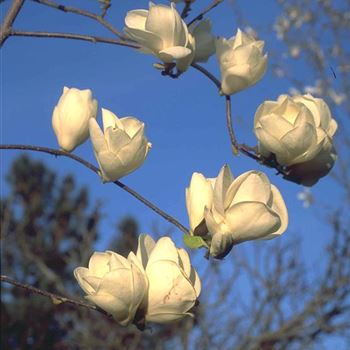 Magnolia_soulangeana_Lennei_Alba_2001-0442.jpg