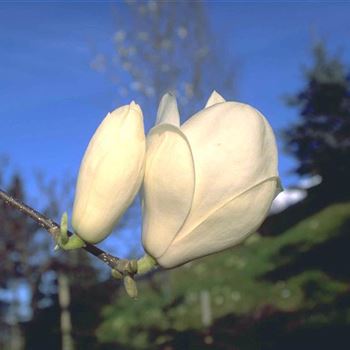 Magnolia_soulangeana_Lennei_Alba_2001_0441.jpg