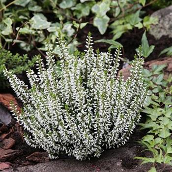 Calluna_vulgaris_Alicia_S_1S1B2927.JPG