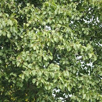 Alnus_cordata_2007_8391.jpg