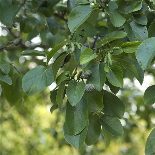Alnus cordata