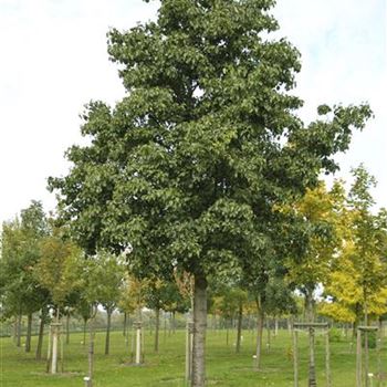 Alnus_cordata_2007_8390.jpg