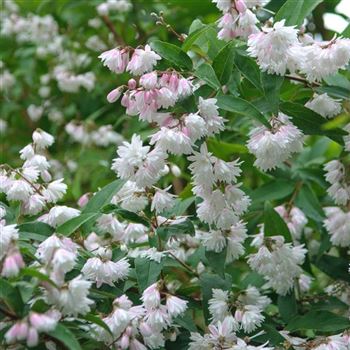 Deutzia_scabra_Plena_2009_4028.jpg