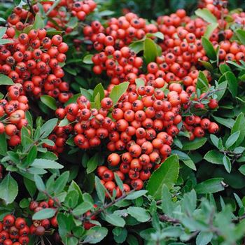 Pyracantha_coccinea_Red_Column_2006_5840.jpg