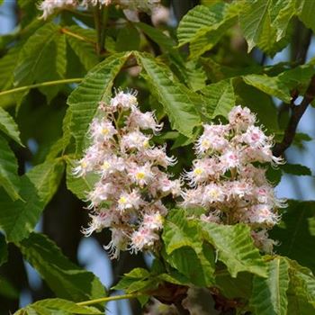 Aesculus_hippocastanum_Pyramidalis_2009_2165.jpg