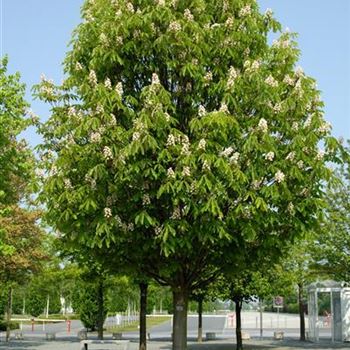 Aesculus_hippocastanum_Pyramidalis_2009_2167.jpg