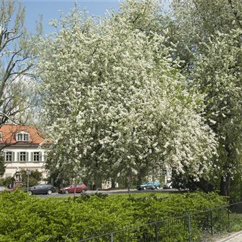 Prunus_mahaleb_2008_1648.jpg