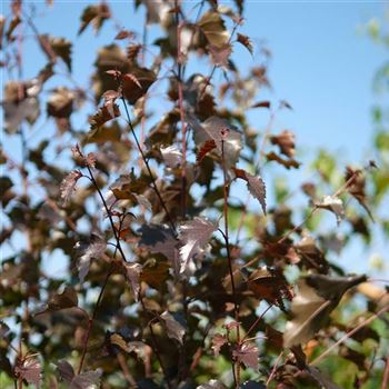 Betula_pendula_Purpurea_2008_6974.jpg