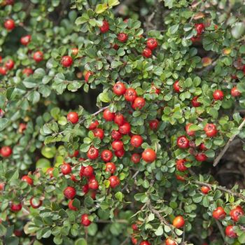 Cotoneaster_praecox_2007_8426_q.jpg