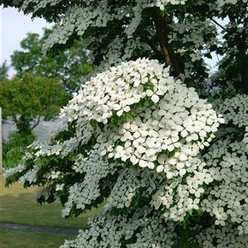 Cornus_kousa_China_Girl_HRM_3243.jpg