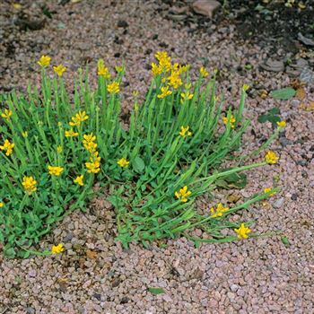 Genista_sagittalis_2001_1110_q.jpg