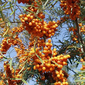 Hippophae_rhamnoides_Leikora_2005_5257.jpg