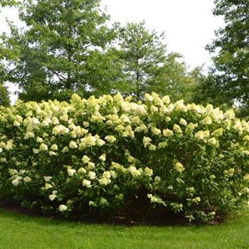 Hydrangea_paniculata_Limelight_2.JPG