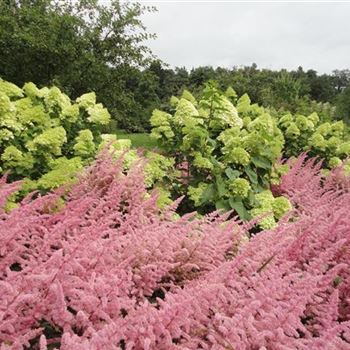 Hydrangea_paniculata_Limelight_GR_R2.JPG