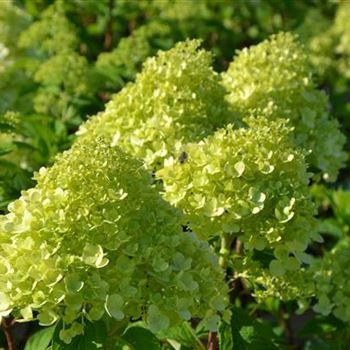 Hydrangea_paniculata_Limelight_3.JPG