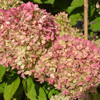 Hydrangea_paniculata_Limelight_5.JPG