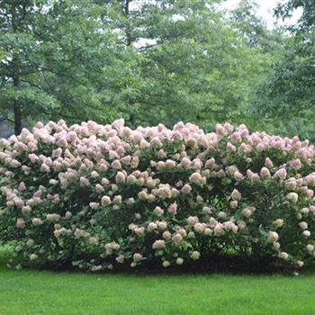 Hydrangea_paniculata_Limelight_Herbst.JPG