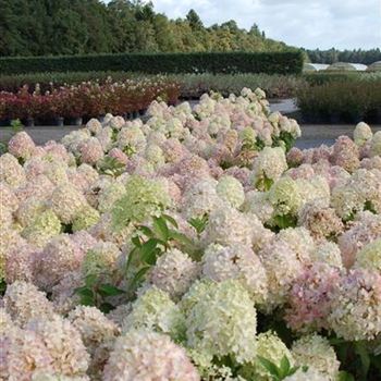 Hydrangea_paniculata_Limelight_GR_R1.JPG