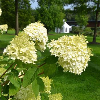 Hydrangea_paniculata_Limelight_q.jpg