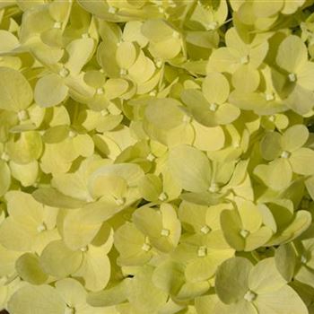 Hydrangea_paniculata_Limelight_4.JPG