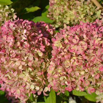 Hydrangea_paniculata_Limelight_6.JPG