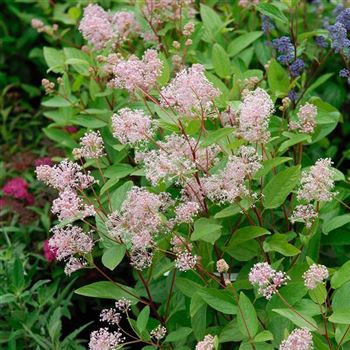 Ceanothus_pallidus_Marie_Simon_2007_5804_q.jpg