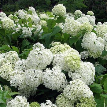 Hydrangea_arborescens_Annabelle_2005_3632_q.jpg