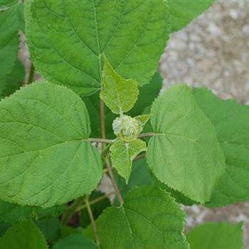 Hydrangea_arborescens_Annabelle_GR_R3.JPG