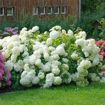 Hydrangea_arborescens_Annabelle_2009_5654.jpg