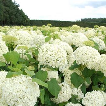 Hydrangea_arborescens_Annabelle_GR_R6.JPG