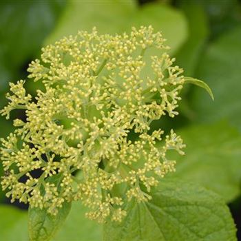 Hydrangea_arborescens_Annabelle_GR_R4.JPG