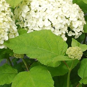 Hydrangea_arborescens_Annabelle_GR_R5.JPG