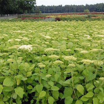 Hydrangea_arborescens_Annabelle_GR_R2.JPG