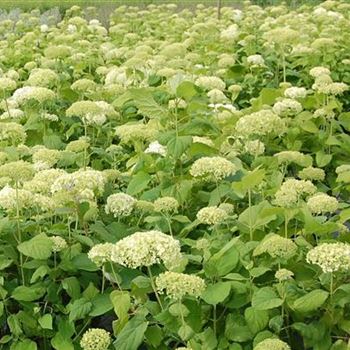 Hydrangea_arborescens_Annabelle_GR_R1.JPG