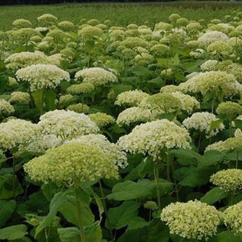 Hydrangea_arborescens_Annabelle_GR_R7.JPG