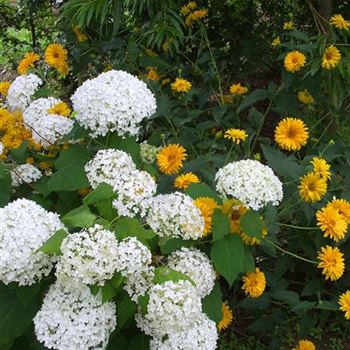 Hydrangea_arborescens_Annabelle_2005_2955_b.jpg